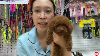 Cách chọn mua chó Poodle giá rẻ, đẹp và khoẻ mạnh