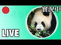 Visit the panda valley   ipanda