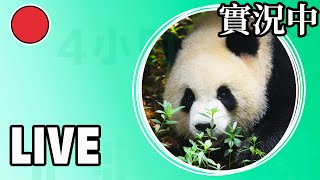 Visit The Panda Valley  | iPanda