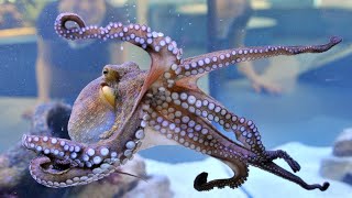 Extraordinary Octopus Takes To Land The Hunt | BBC Earth In World #Famous#Octopus