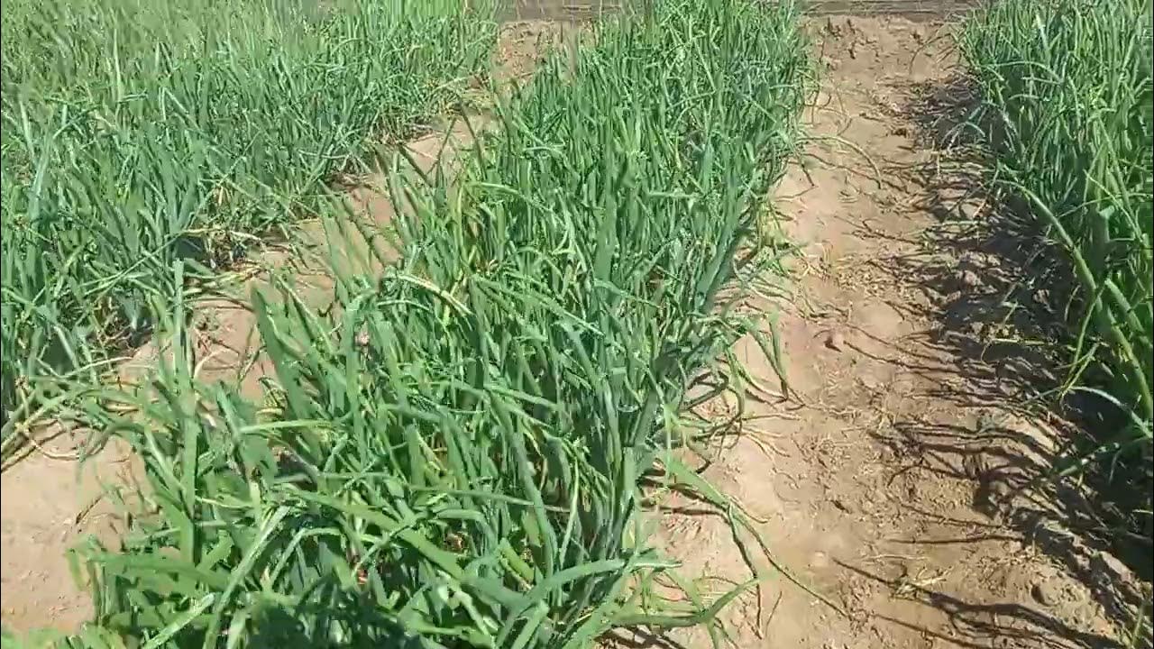 Onion farming simplified Introduction YouTube