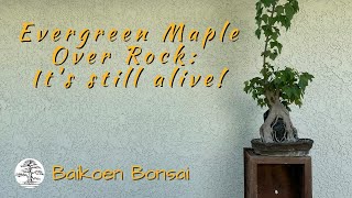Evergreen Maple Root Over Rock Update Part 2 - Tom Lau -  Bonsai Technique - Baikoen Bonsai Club