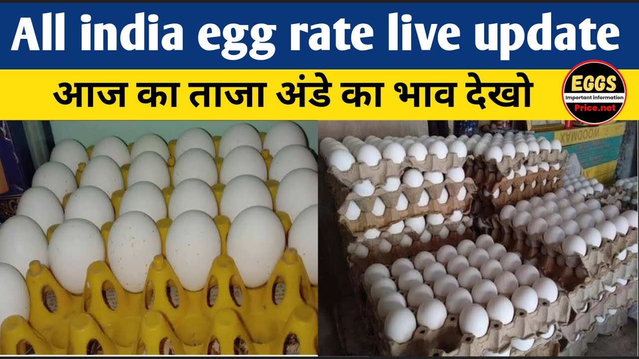 All india egg rate live update | आज का ताजा अंडे का भाव देखो | आज का अंडा रेट | eggs price today