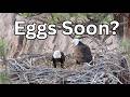 Smith Rock Bald Eagles Prepare the Nest Bowl- Eggs Could Be Next? / March 7th Update
