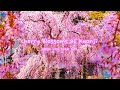 400 year old cherry blossom trees at kuonji  minobu yamanashi shidarezakura spring  japan vlog