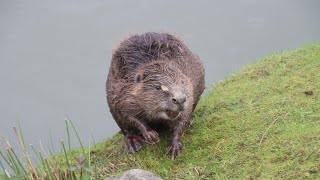 Castor du Canada / Canadese Bever : Pairi Daiza Castor du Canada / Canadese Bever : Pairi Daiza