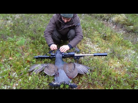 Tayga ormanlarında çalı horozu-orman tavuğu  avı-Capercaillie and black grouse hunting in taiga