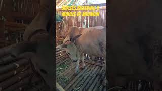Sukses Breeding P.Muhlis Di Lkg Barat Mrawan Mayang Jember