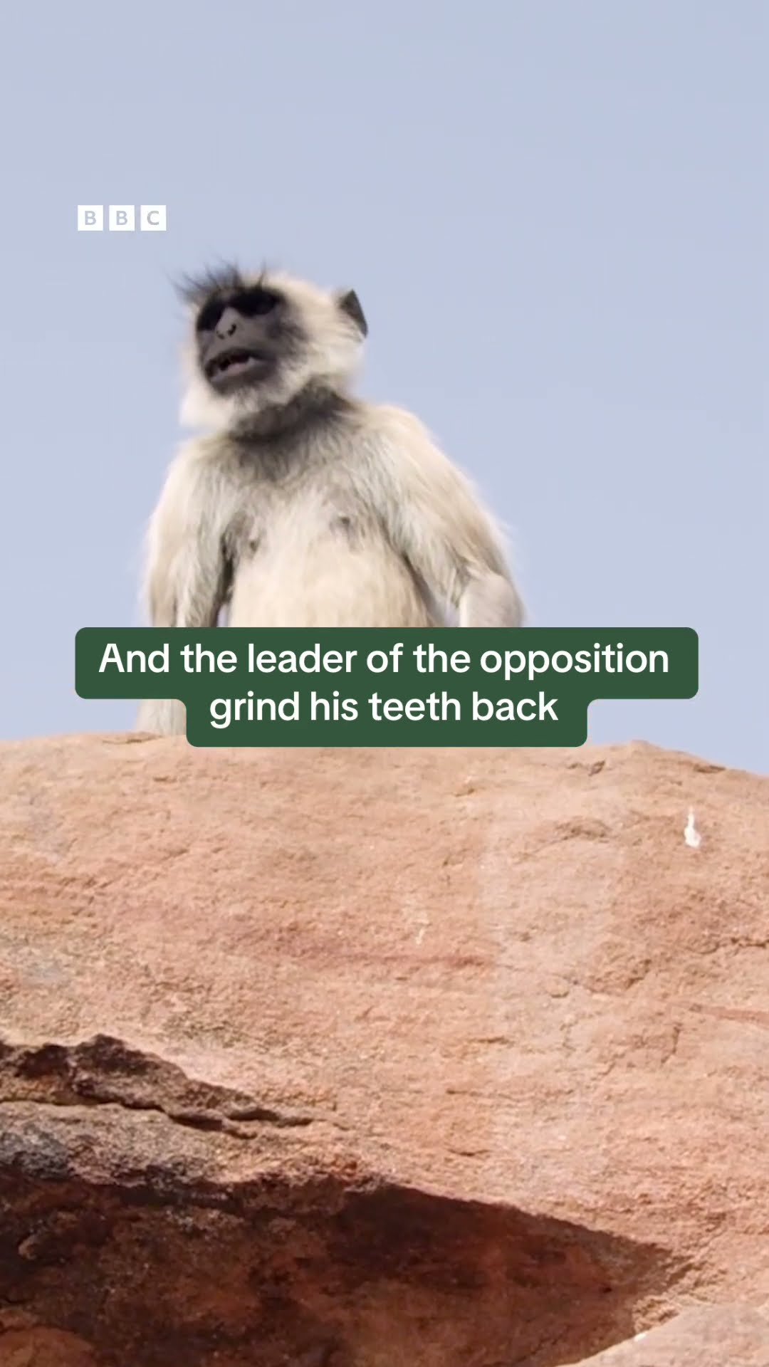 Who knew monkeys could fight like this? #Shorts #Monkeys #AnimalFight