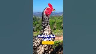 Ayam bulbi yang mempesona #ayambangkokindonesia #ayam #ayambulbi #shortvideo #shortsfeed #share