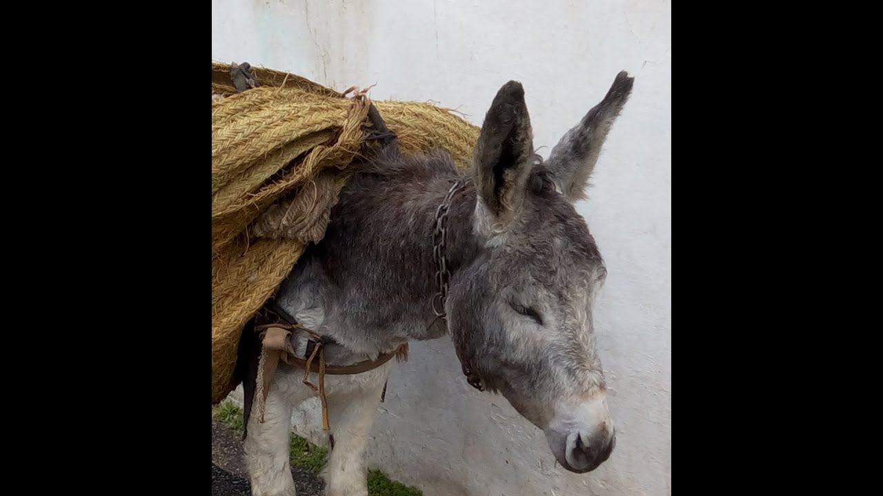Youcef Oulefki, ânes de Kabylie réquisitionnés pour Madagascar, 02