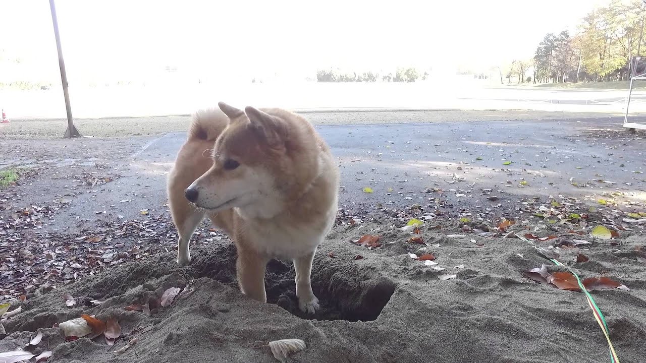 わんこは穴掘りが大好き 柴犬まるがおすすめする全国の浜辺 砂丘6選 九州 宮崎 中国 鳥取 東北 岩手 秋田 関東 神奈川 茨城 柴犬まる