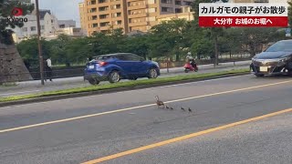 【速報】カルガモの親子がお散歩 大分市