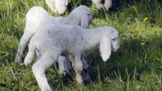 Sheep Shearing For Waldorf Teachers And Students From Waldorfteachers.com