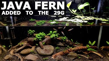 Java Fern and Anubias Planted Aquarium | No CO2, No Filter, Low Tech Tank