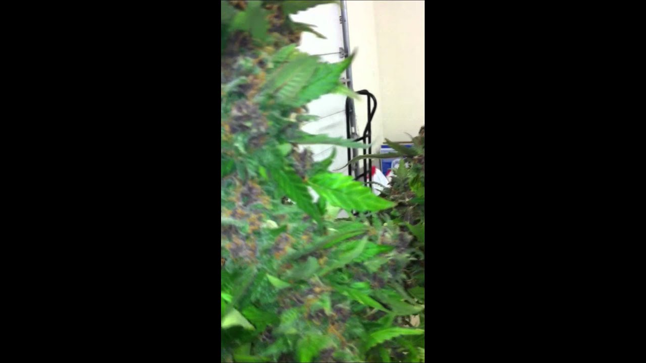 Day 70 of flower, Purple OG Kush