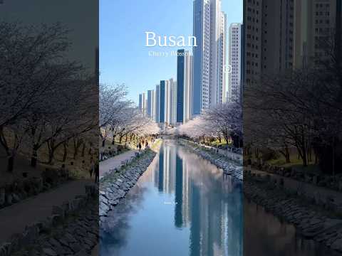 No.1 Busan Cherry Blossom Spot only locals know #busantour #travel #busan
