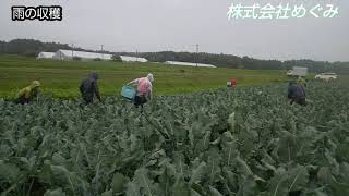 雨の収穫（ピークの時は地獄だぜ）