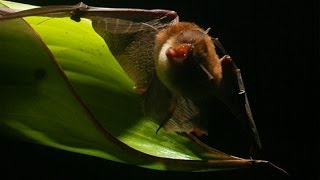 BATS USE ROLLED-UP LEAVES AS TRUMPETS