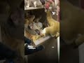 En Australie, un opossum s’est glissé parmi des peluches d’une boutique de souvenirs d’un aéroport.