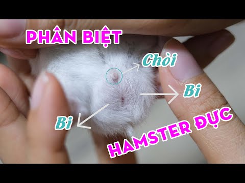 Video HƯỚNG DẪN PHÂN BIỆT CHUỘT HAMSTER ĐỰC VÀ CÁI | Thiên... - youtube