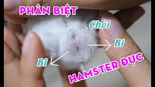 Tổng hợp 23 cách nhận biết chuột hamster đực và cái tốt nhất, đừng bỏ qua