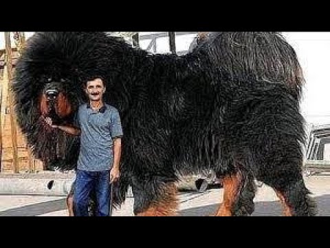 וִידֵאוֹ: הכלב הגדול ביותר בעולם