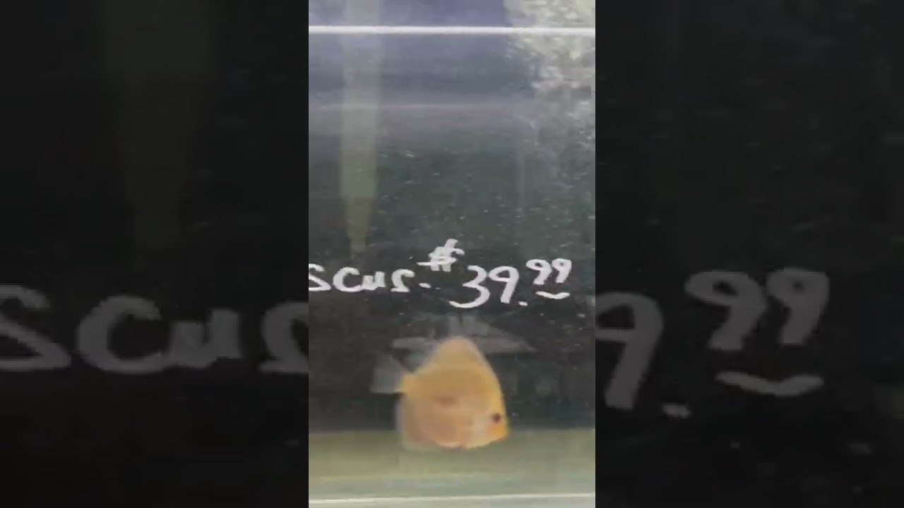 Discus Fish - Assorted Juvenile Discus At Pet Zone... - youtube