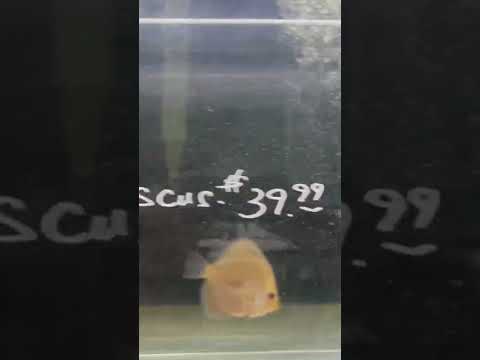 Video Discus Fish - Assorted Juvenile Discus At Pet Zone... - youtube