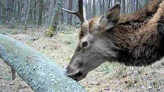 A young deer eats the remains of the bark of a fallen pine tree
