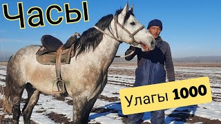 Аламандын Аты Часынын Баласы 😱 Нагыз Торпок Улака Карабайыр Зардалүү Ат Барпыда🔥