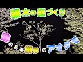 【雑木の庭造り】チンアナゴみたいな「味のある樹形」のアオダモ見つけちゃいました！