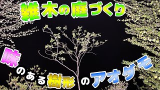 【雑木の庭造り】チンアナゴみたいな「味のある樹形」のアオダモ見つけちゃいました！