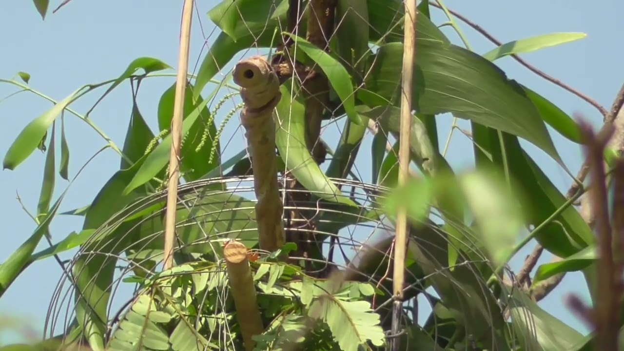 Bẩy cu vằn (01) mồi cụt ngón