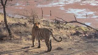 Tiger walking in Panna...