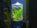 Simple low tech planted tank 🐟 aquascape 🍀 planted tank 🐠මළු ටැංකි 🌱amazon sward 🐚indoor plants
