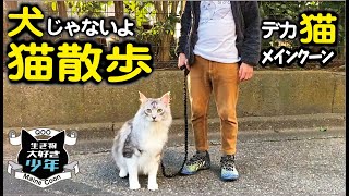 【メインクーン】大型猫のドキドキ猫散歩。犬と間違えられるMaine Coon cat