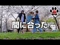 【超大型犬】“桜は見れない”と言われたけど、間に合いました