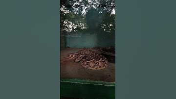 Puff Adder Venomous Viper Falconry of Kenya Limited Birds Shop Malindi Off Lamu Road Kilifi Countys
