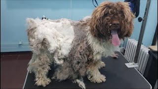 Grooming An Extremely Matted Dog He has an owner