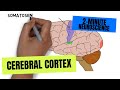 2-Minute Neuroscience: Cerebral Cortex