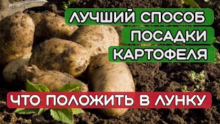 Посадка картофеля.Что положить в лунку при посадке картофеля. Самый лучший способ посадки картофеля.