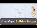 Anyone CAN DRAW a Cute BULLDOG PUPPY! - Easy drawing for beginners | Colour Wheel Arts