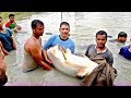 ময়মনসিংহে 90 kg ওজনের পাংগাস চাষ। 90 kg mekong giant pangasius fish