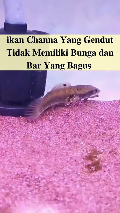 Jangan Pelihara ikan Channa Kalau Kamu Belum Tau ini Bro!!!