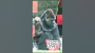 Family Ties: How Gorillas Build and Maintain Social Bonds