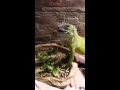 IGUANA VERDE DRAGO CHE MANGIA