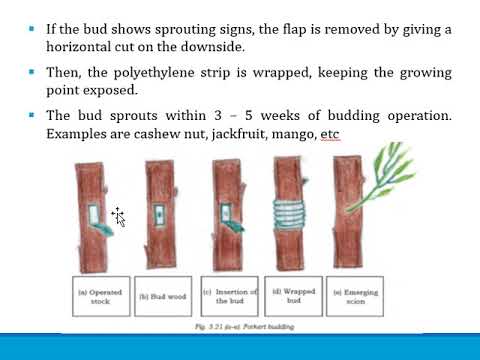 Artificial Propagation Budding