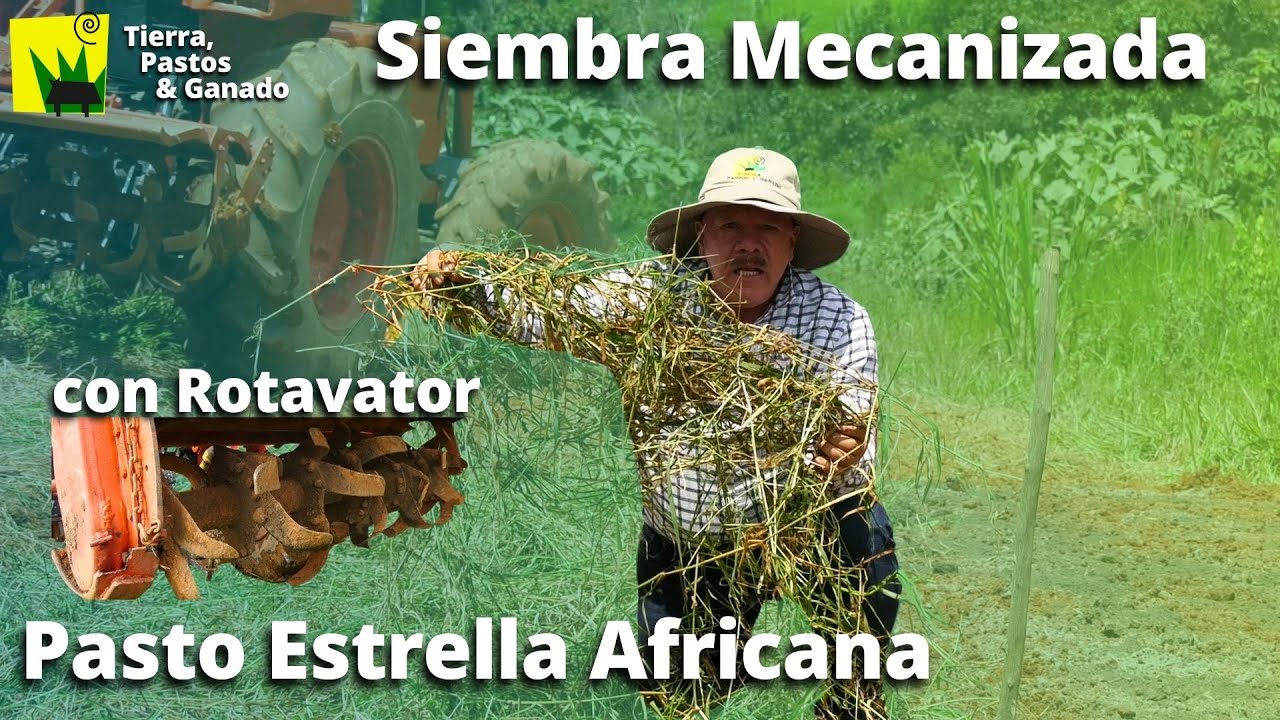 Siembra Mecanizada de Estrella Africana