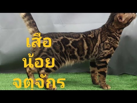 Ep10ตามหาน้องแมวเบงกอลเลี้ยง - Youtube